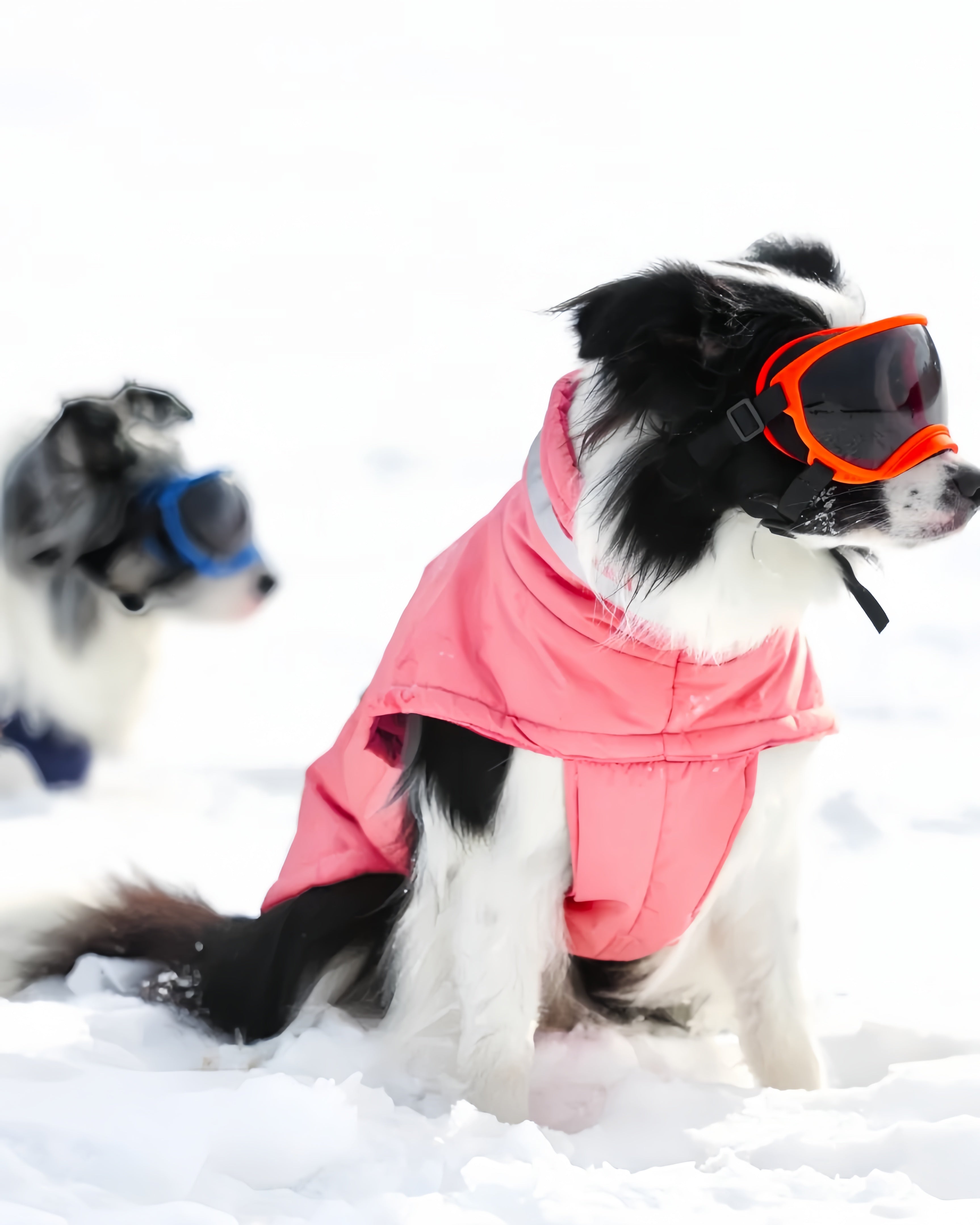 Pet Glasses Dog Sunglasses Goggles