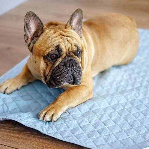 French Bulldog Ice Pad| Summer Dog Cat Pet Cooling Kennel